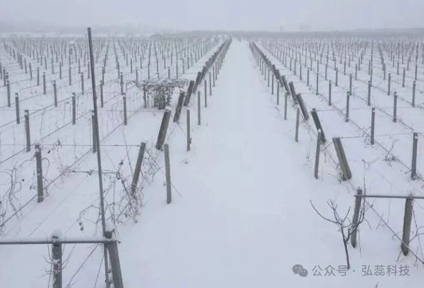 大降温：猕猴桃穿好“保暖衣”，防寒抗冻，明年丰产有保障