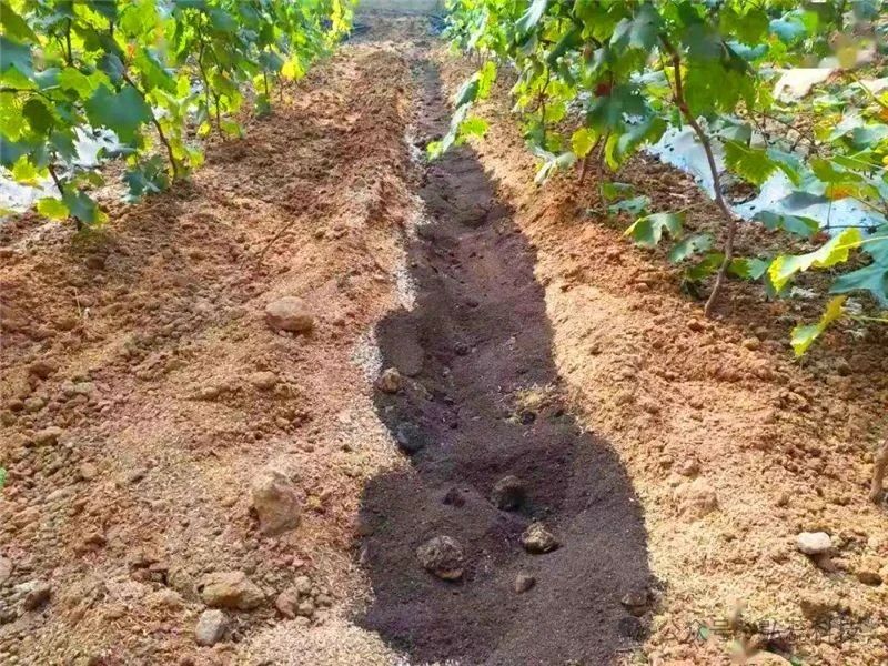 我家有“粪”，不用花钱买化肥？这样做可就错了