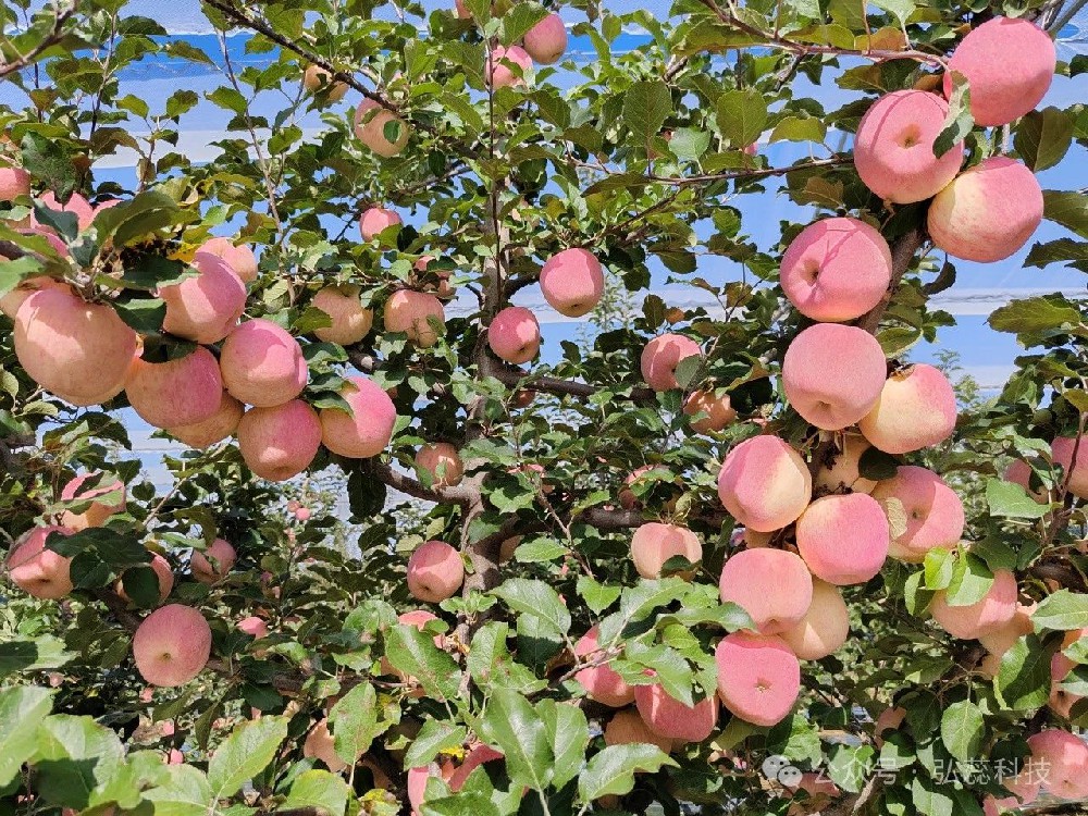 只认为微生物肥料贵，你却不知道它对你真的有大用