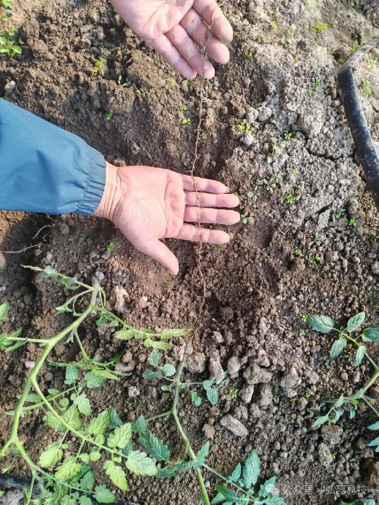 根是肥的嘴，养好根系，才能产量倍增！