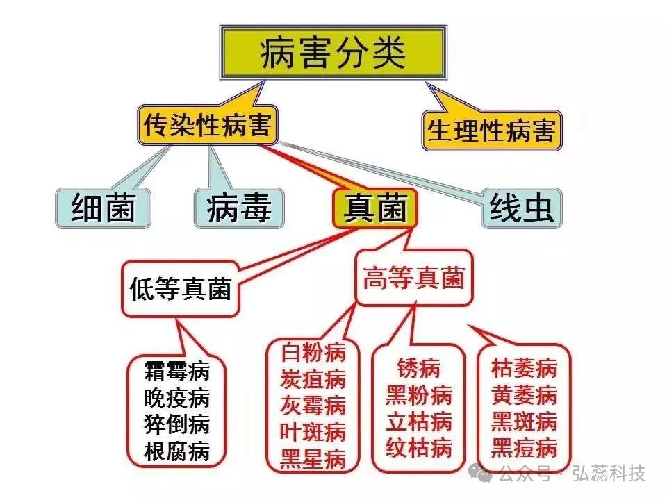 ​【要记清】农作物病害诊断口诀：“八看六问十三查”！