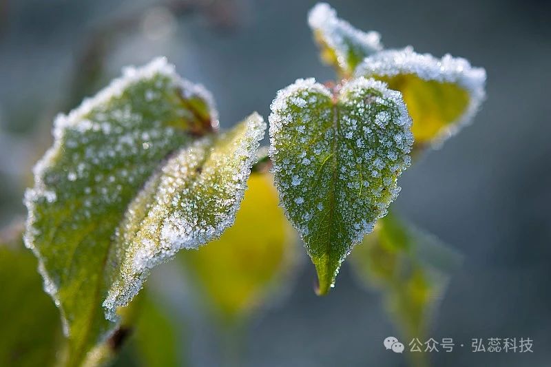 大寒是一年中寒冷的时期，农事管理十分关键