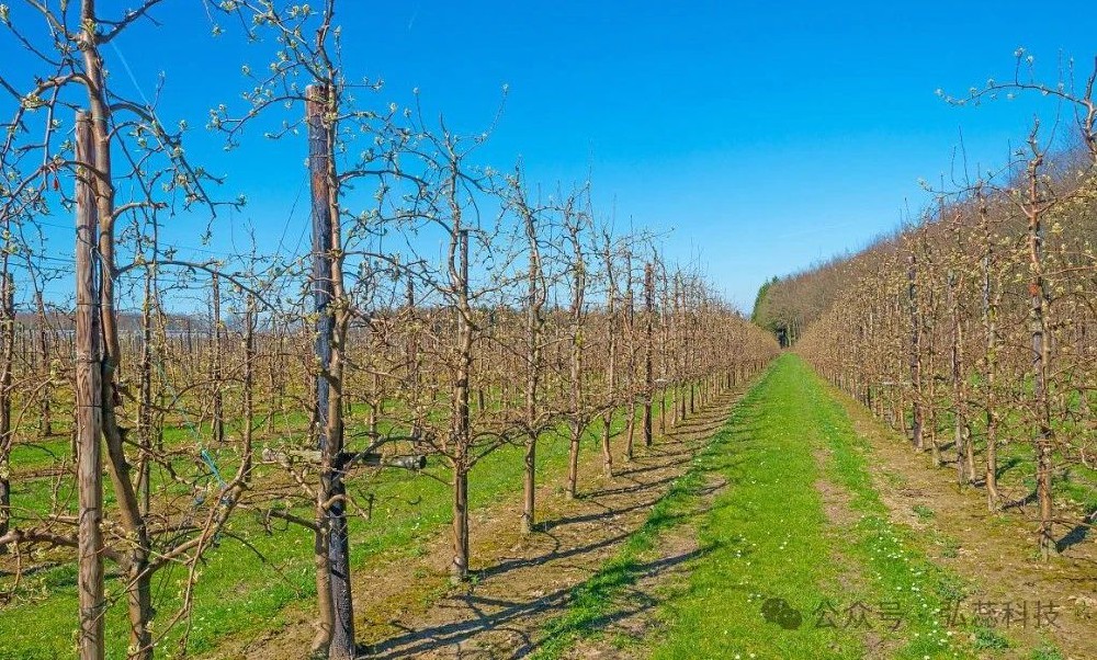 一开春，就得旋耕除草？并不见得！