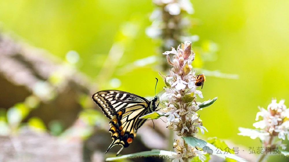 果树开花坐果的奥秘——提升糖分利用