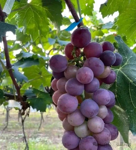 葡萄萌芽期注意“三保”