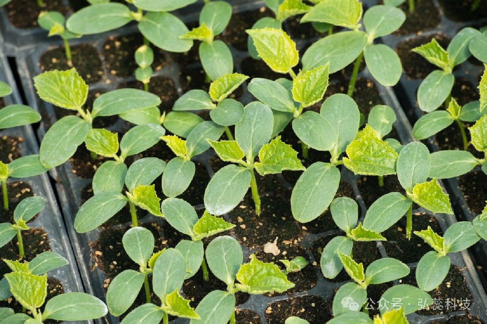 学会控旺，提高产量