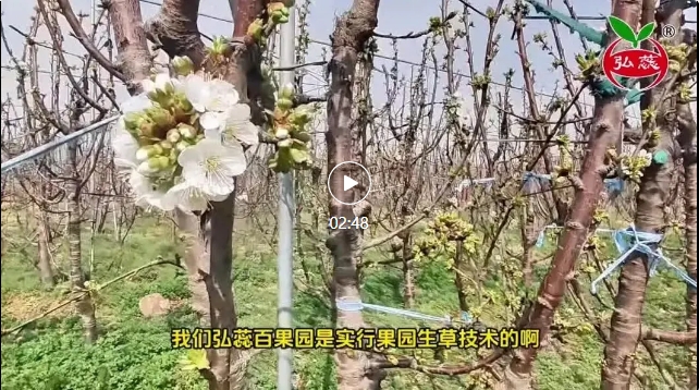 【弘蕊课堂】果园生草妙处多，开春千万别旋耕了