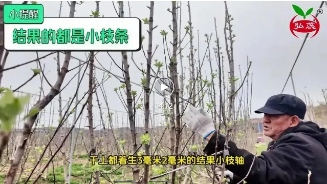 【刘生亮讲果树】我们为什么要做直立多干树形？