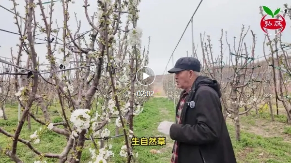 【刘生亮讲果树】果园为什么要生草？