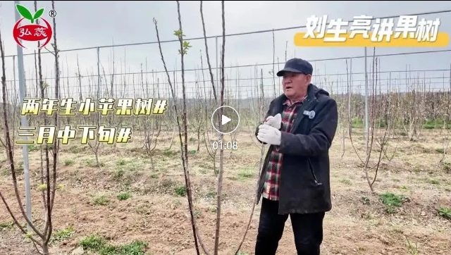 【刘生亮讲果树】在三月中下旬对果树如何调势?