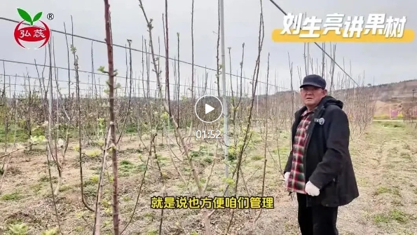 刘生亮讲果树——为什么说直立多干是利用自然的树形？