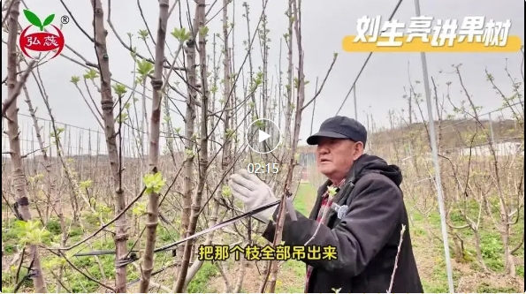 【刘生亮讲果树】直立多干树形已经成功的案例