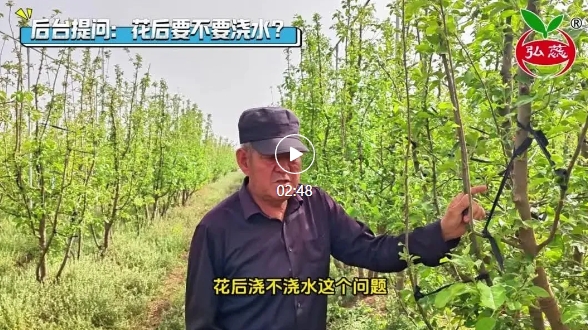 刘生亮讲果树——花后不要浇水
