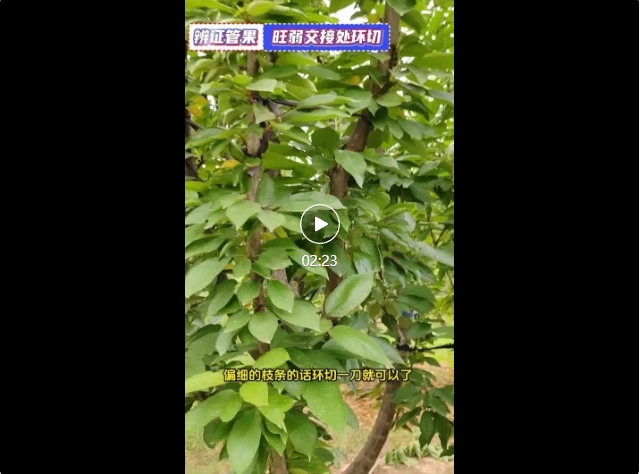 辨证管果——旺弱交接处环切